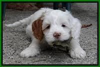 JBR pups 6 wks old 15