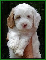 jbr pups 6 wks old faces 31