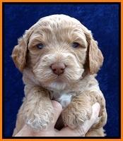 JBR pups 4 wks old 16