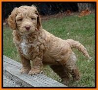 JBR pups 6 wks old 4