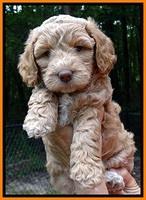 JBR pups 6 wksold 50