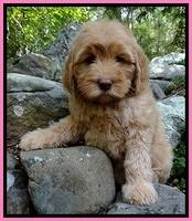RASCAL: Duke family: Bold N Beautiful "Macy"
