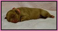 JB pups 1 day old 25