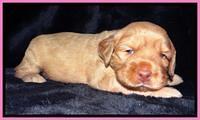 JBR pups 3 wks old 21