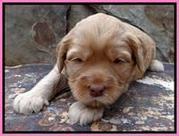 JBR pups 3 wks old 23
