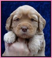 JBR pups 4 wks old 1