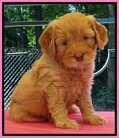 JBR pups 5 wks old 1