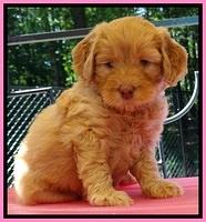 JBR pups 5 wks old 2