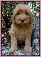 JR pups 8 wks old 11