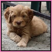 JRB pups 7.5 wks old 850