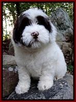 Howard family: "Ranger"
