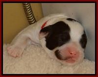 JB pups 5 days old 4