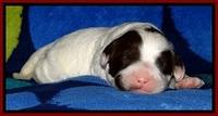 JBR pups 1 wk old 12