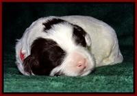 JBR pups 2 wks ol 14