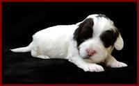 JBR pups 3 wks old 20