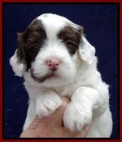 JBR pups 4 wks old 10