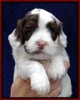 JBR pups 4 wks old 11