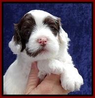 JBR pups 4 wks old 12
