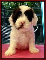 JBR pups 5 wks old 12