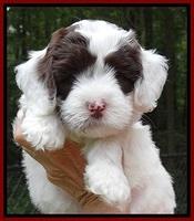 jbr pups 6 wks old faces 81