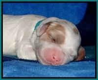 JBR pups 1 wk old 23