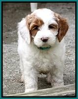 JBR pups 7 wks old 101