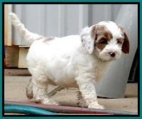 JBR pups 7 wks old 24200