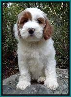 JBR pups 8 wks old 70