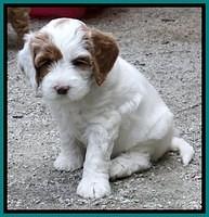 JRB pups 7.5 wks old 650