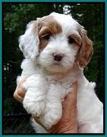 jbr pups 6 wks old faces 111