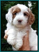 jbr pups 6 wks old faces 121