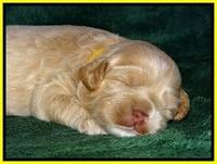 JBR pups 2 wks old 18