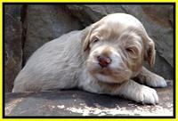 JBR pups 3 wks old 9