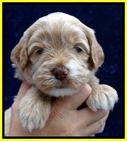 JBR pups 4 wks old 13