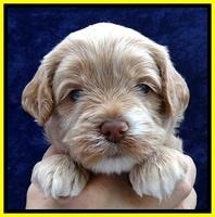 JBR pups 4 wks old 15