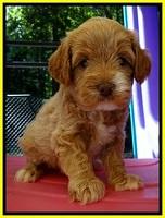 JBR pups 5 wks old 14