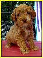 JBR pups 5 wks old 15