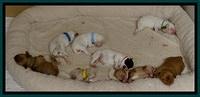 JB pups 5 days old 8