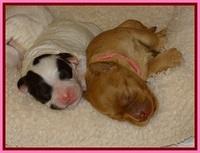 JB pups 5 days old group 1