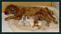 JB pups 5 days old group 2