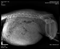Jolie preg 3 xrays