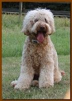 Rascal new doo 2 years old 006