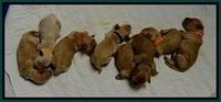 ST pups 5 days old group 1