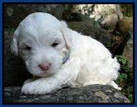 Jolie Buster 3 wks old 11