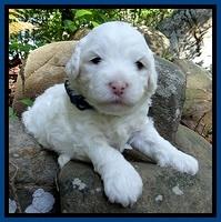 Jolie Buster 3 wks old 21