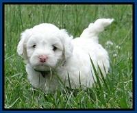 Jolie Buster 5 wks old 20