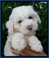 Jolie Buster 7 wks old 11