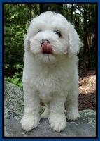 Jolie Buster 8 weeks old 41