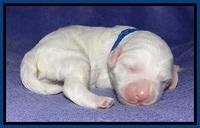 Jolie Buster pups 1 wk old 31