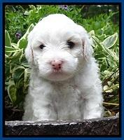 Jolie Buster pups 4 wks old 20